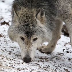 Grey Wolf MC_Timberwolf Canis Lupus