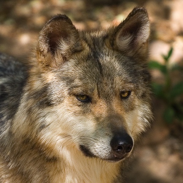 Grey Wolf Mexican Wolf Canis Lupus