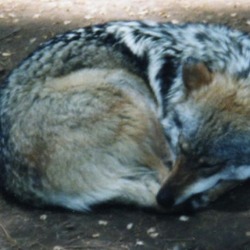 Grey Wolf MexicanWolf2 Canis Lupus