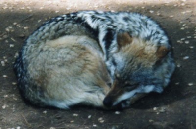 Grey Wolf MexicanWolf2 Canis Lupus