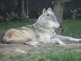 Grey Wolf MexicanWolf2_CincinnatiZoo Canis Lupus
