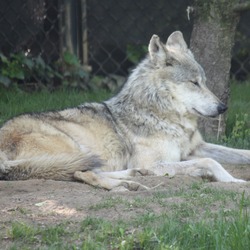 Grey Wolf MexicanWolf2_CincinnatiZoo Canis Lupus