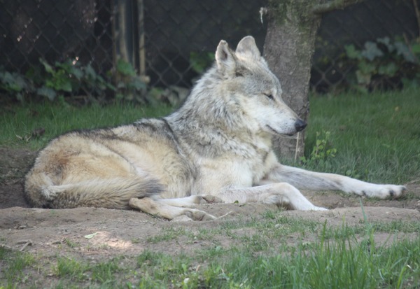 Grey Wolf MexicanWolf2_CincinnatiZoo Canis Lupus