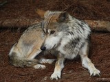 Grey Wolf Mexican_Wolf_001 Canis Lupus