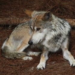 Grey Wolf Mexican_Wolf_001 Canis Lupus