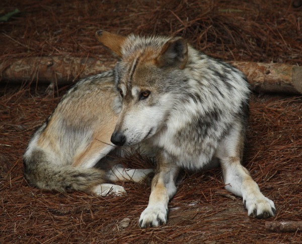 Grey Wolf Mexican_Wolf_001 Canis Lupus