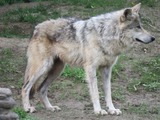 Grey Wolf Mexican_Wolf_065 Canis Lupus