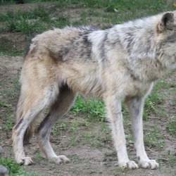 Grey Wolf Mexican_Wolf_065 Canis Lupus