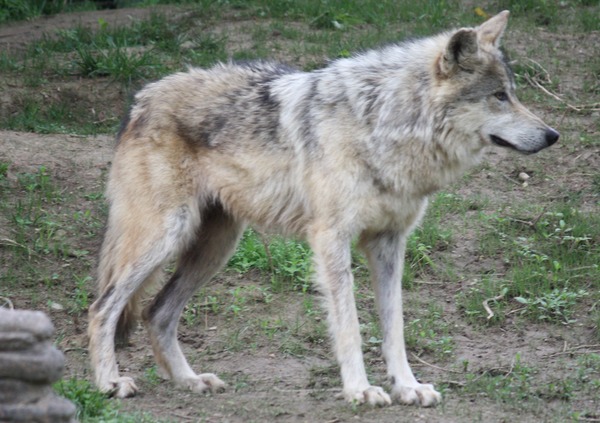 Grey Wolf Mexican_Wolf_065 Canis Lupus