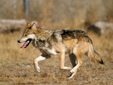 Grey Wolf Mexican_Wolf_2_yfb-edit_1 Canis Lupus