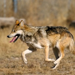 Grey Wolf Mexican_Wolf_2_yfb-edit_1 Canis Lupus