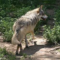 Grey Wolf Mexican_Wolf_running Canis Lupus