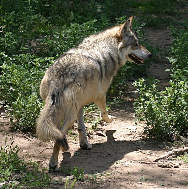 Grey Wolf Mexican_Wolf_running Canis Lupus