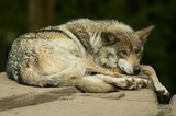 Wolf Photo Gallery