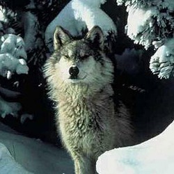 Grey Wolf Northern_Rocky_Mountains_wolf Canis Lupus