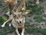 Large Land Mammals