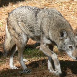 Grey Wolf Red Wolf Albany Chehaw Canis Lupus