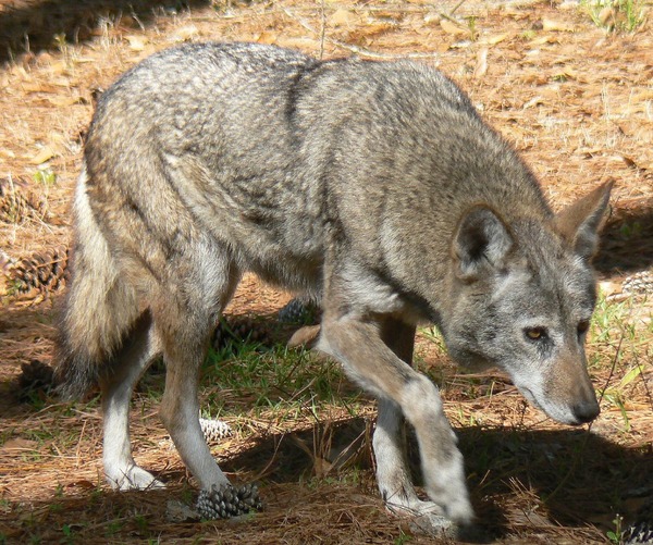 Grey Wolf Red Wolf Albany Chehaw Canis Lupus