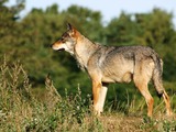 Grey Wolf Scandinavian_grey_wolf_Canis_lupus_ Canis Lupus