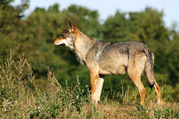 Grey Wolf Scandinavian_grey_wolf_Canis_lupus_ Canis Lupus