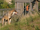 Grey Wolf Skandinavisk_dyrepark Canis Lupus