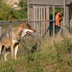 Grey Wolf Skandinavisk_dyrepark Canis Lupus