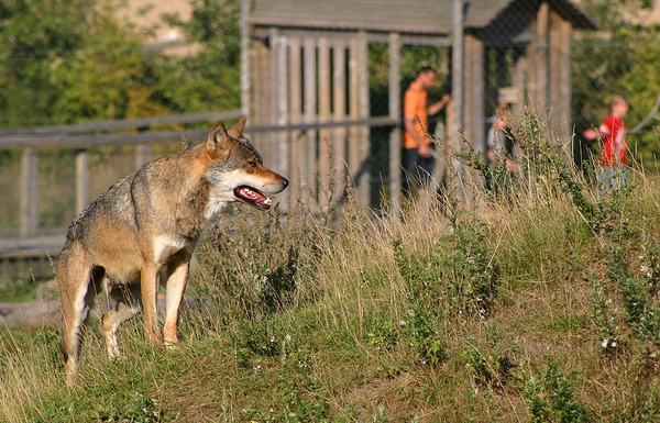 Grey Wolf Skandinavisk_dyrepark Canis Lupus