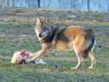 Grey Wolf Tierpark_Sababurg_Wolf Canis Lupus