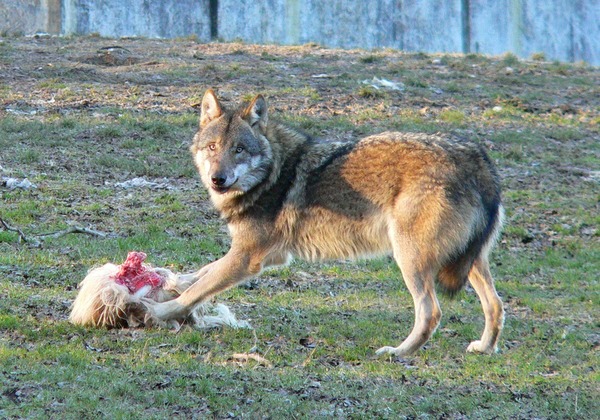 Grey Wolf Tierpark_Sababurg_Wolf Canis Lupus