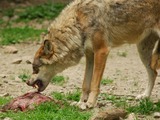 Grey Wolf Un Loup Canis Lupus