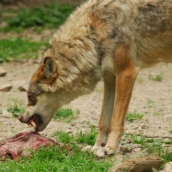 Grey Wolf Un Loup Canis Lupus