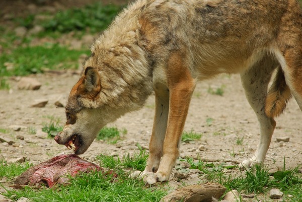 Grey Wolf Un Loup Canis Lupus