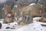 Large Land Mammals
