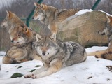 Grey Wolf Wolf dierenrijk  Canis Lupus