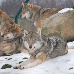 Grey Wolf Wolf dierenrijk  Canis Lupus