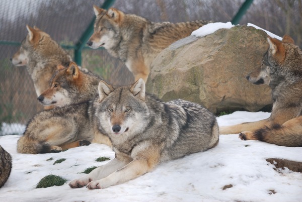Grey Wolf Wolf dierenrijk  Canis Lupus