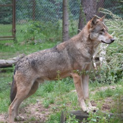 Grey Wolf Wolf-P1020623 Canis Lupus