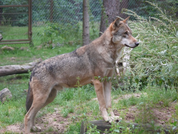 Grey Wolf Wolf-P1020623 Canis Lupus