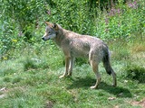 Grey Wolf WolfInNumedal Canis Lupus