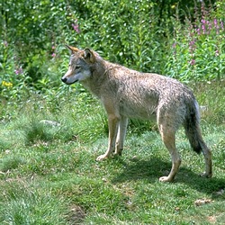 Grey Wolf WolfInNumedal Canis Lupus