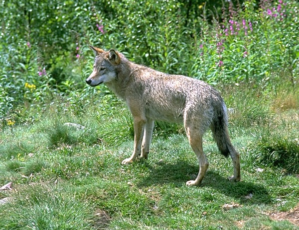 Grey Wolf WolfInNumedal Canis Lupus