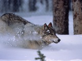 Grey Wolf WolfRunningInSnow Canis Lupus