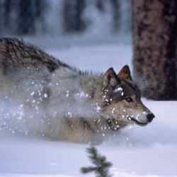 Grey Wolf WolfRunningInSnow Canis Lupus