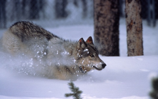 Grey Wolf WolfRunningInSnow Canis Lupus