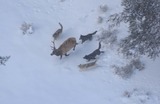 Large Land Mammals