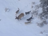 Druid wolf pack chasing bull elk;Doug Smith;December 2007