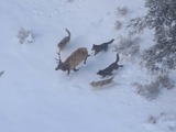 Druid wolf pack chasing bull elk;
Doug Smith;
December 2007