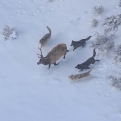 Druid wolf pack chasing bull elk;Doug Smith;December 2007