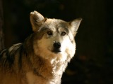 Grey Wolf baileyi Canis Lupus