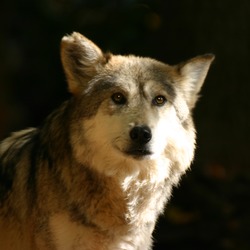 Grey Wolf baileyi Canis Lupus